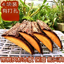 4块装 带树皮杉木板 种植石斛蝴蝶兰木板 吸水保湿很好长根麦太保