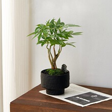 奇趣发财树盆栽聚财植物桌面客厅室内植物净化空气好养活招财盆景