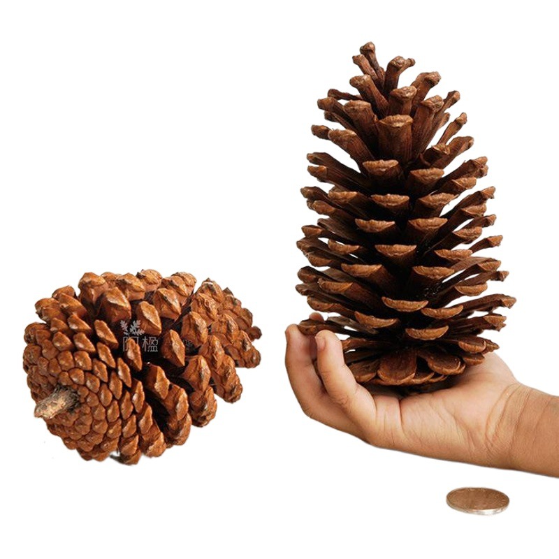 1-18CM cono de pino decoración de Navidad colgante decoración creativa accesorios de tiro flor seca torre de pino Pino venta al por mayor