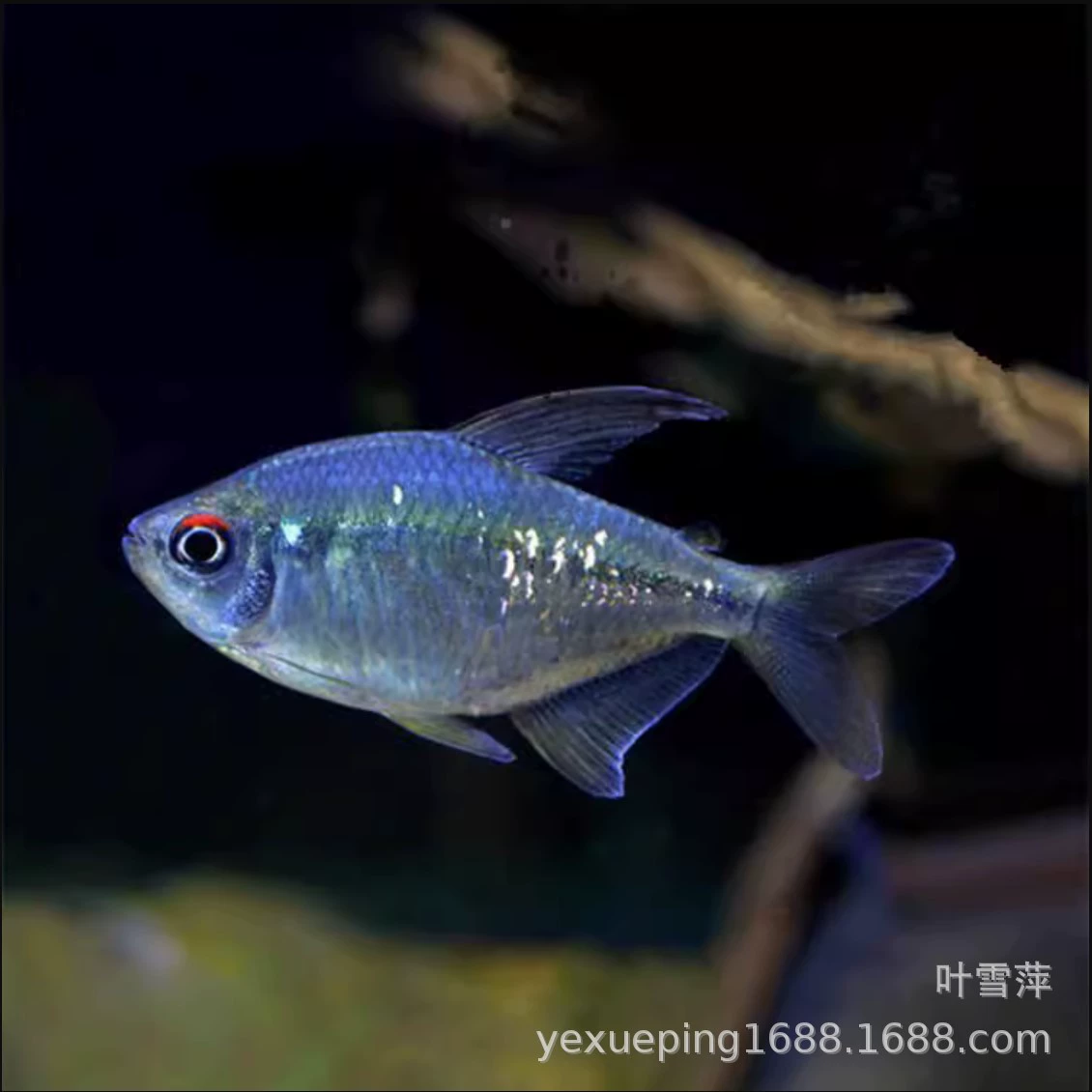 Южноамериканская Алмазная легкая рыба живая вспышка прямой толстый Карп тропические декоративные рыбы Южноамериканская маленькая рыба трава рыболовная ферма оптом