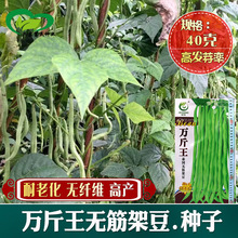 泰国无筋架豆豆角种子 农田菜地种植春秋栽培蔬菜长豆角籽