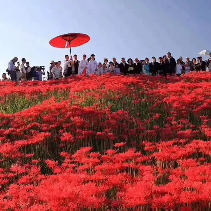 厂家基地批发彼岸花种球 石蒜花种球种子 易成活当年开花盆栽地栽