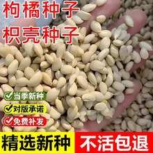 当年新采枸橘种子枳壳种籽子枸桔积壳树苗嫁接砧木香橙红桔橘篱笆