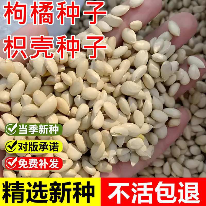 当年新采枸橘种子枳壳种籽子枸桔积壳树苗嫁接砧木香橙红桔橘篱笆