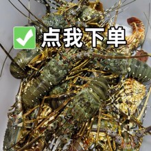 ���۲����r��������������e�r�����r�������r��S�l0.8-1��һֻ