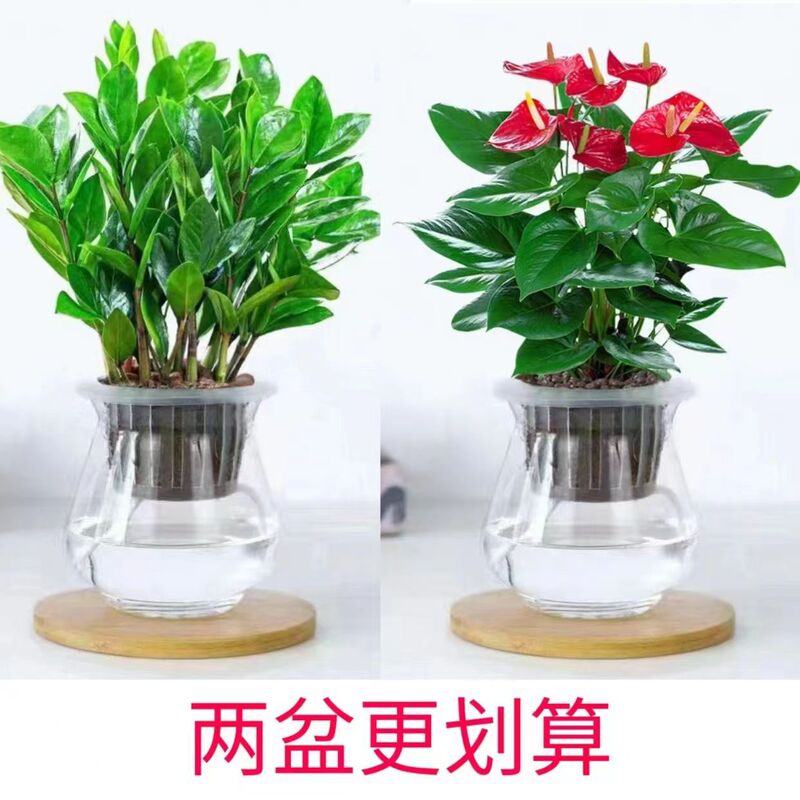 Money Tree Hydroponics Potted Plant Indoor Office Air Purification Formaldehyde-Absorbing Evergreen Display Flower