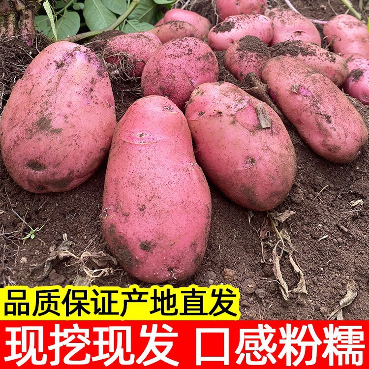 2026 Yunnan High Mountain Potatoes Fresh Medium-Sized Red-Skinned Yellow-Fleshed Potatoes 5kg Free Shipping Farmhouse Vegetables