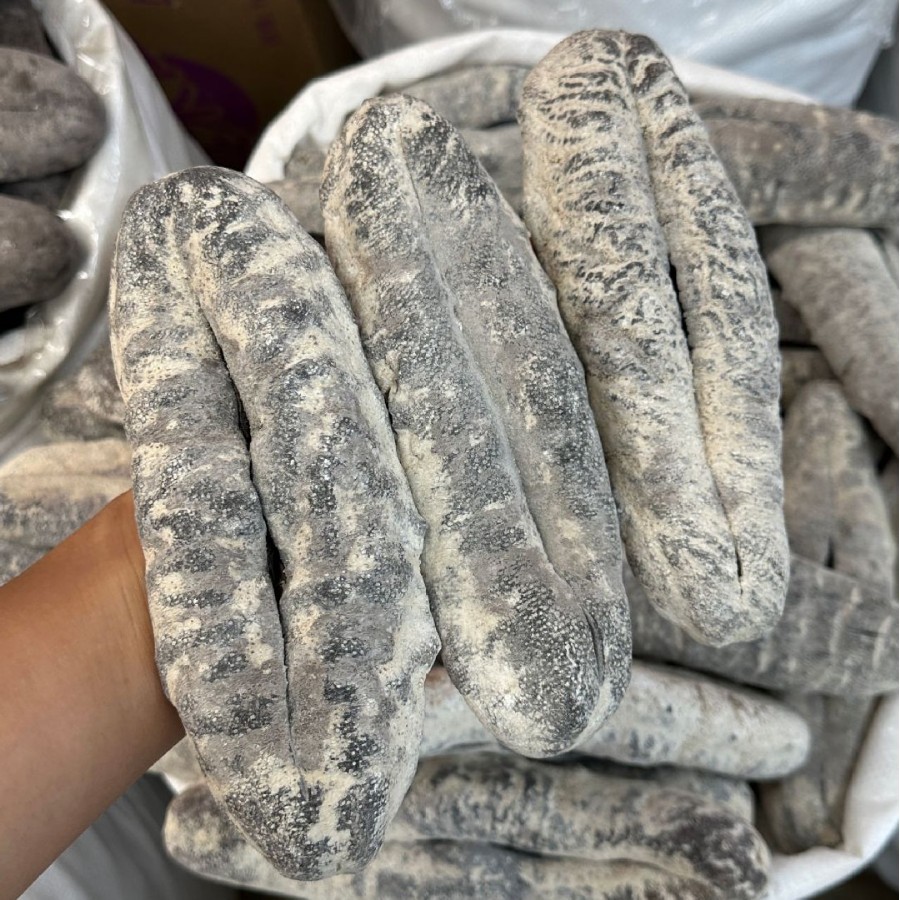 批发 猪婆参海参2头黑猪婆参白石参深海海生干货大量一手批发供应