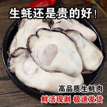 新鲜生蚝肉鲜活去壳海蛎子肉现剥牡蛎肉海鲜火锅生蚝批发厂家直销