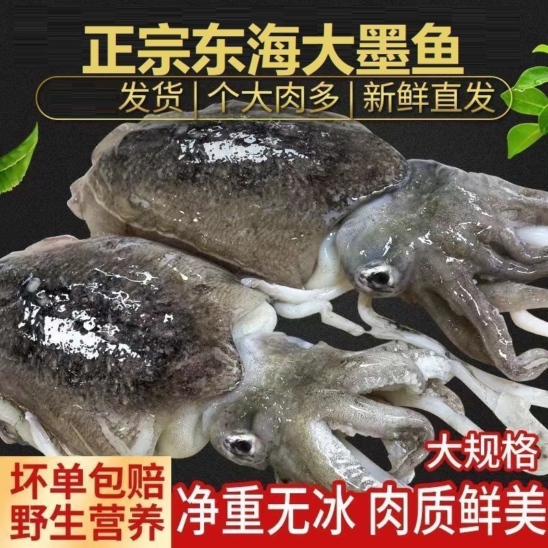 新鲜大墨鱼鲜活速冻大墨鱼仔冷冻冰鲜整只墨鱼美味水产海鲜批发