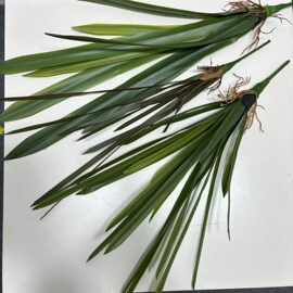 玫蕊仿真把束手感蕙兰叶室花艺装饰仿真兰花叶批发 9片手感蕙兰叶
