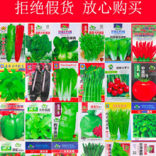 蔬菜种子四季播盆栽阳台庭院香菜青菜萝卜生菜小葱菠菜籽豆子辣椒