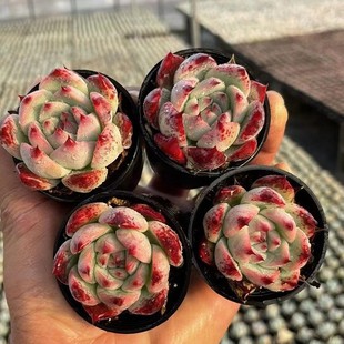 Chihuahua Peach Lindsay Qun Real Shot 3-8cm Succulent Plant Base Direct Sales Large Favorably