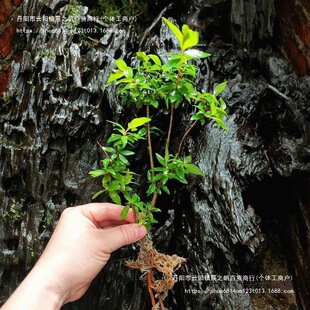 �G�~���쾰ԭ���Bˮ��ˮ��÷�҃ȾGֲˮ��ֲ��ֲ������Ϙ�