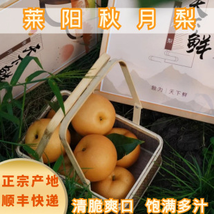 SF Shandong Laiyang Tianxianxian Qiuyue Pear Свежая беременная фруктовая коробка оснащена оптом поколения