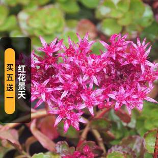 Safflower Sedum Seeds 100 Succulent Seeds Courtyard Balcony Indoor and Outdoor Potted Paving Ground Cover Sown in Spring and Autum