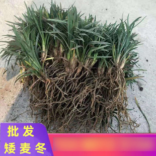 Ophiopogon Japonicus, Jade Dragon Grass, Japanese Ophiopogon Japonicus, Step Grass, Courtyard Ground Cover, Lawn Greening Project Lawn Grass
