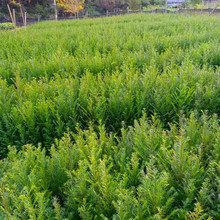 ؑctɼľlُrϷtɼֲ؁tɼֲ