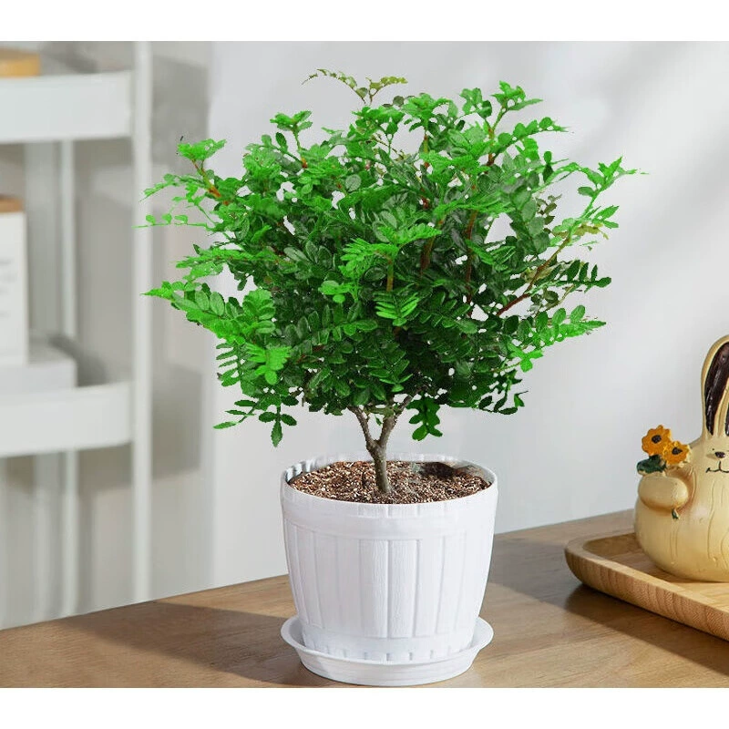 Аутентичный ароматный перец Древесина горшечные зеленые растения комнатные и уличные цветы саженцы старый ворс бонсай средство от комаров легко жить Мури