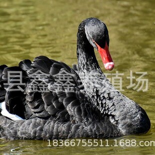 �����^�p�����Z�r�� �Bֳ�����ۼ��N�����Z ���BͥԺ�^�p�����Z