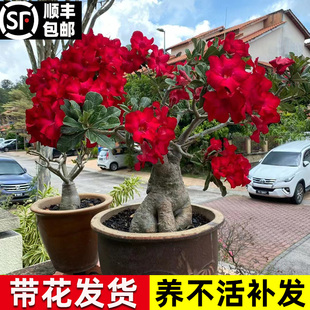 Desert Rose Potted Old Pile Blooms in All Seasons, Double-Petaled Green Plants, Indoor Living Room Florals, Dry-Resistant and Easy-To-Grow Succulent Plants