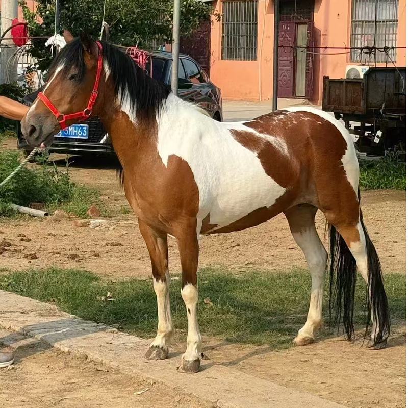 呆萌迷你矮马出售马匹养殖场出售德宝矮马骑乘景区观赏个人养矮马