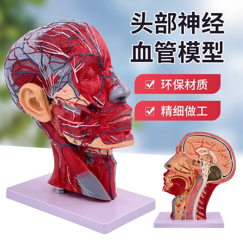 ����ͷ��ҽѧ����ͷ�Ǵ�������Ѫ��ģ���� �����沿��΢����