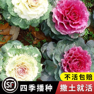 Japanese Kale Vegetable Seed Seedlings Edible Vegetable Seeds Balcony Larvae All Year Round Potted Raincoat Language Vegetable Basket