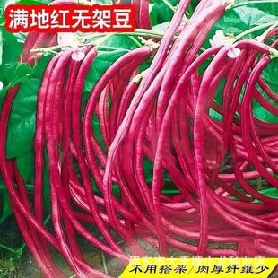 �M�ؼt�o�ܶ����ǷN�Ӳ��ô���ӵ�ժ���������ļ��߲˷N���L����