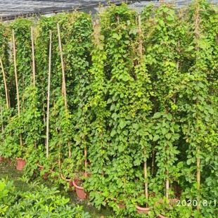 Ivy Pot Seedlings, Climbing Vines and Green Plants, Municipal Greening Seedlings, Green Climbing Plants, Easy to Live and Maintain