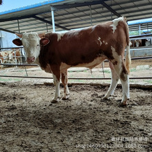 肉牛犊养殖前景 肉牛犊几个月断奶 山东肉牛犊养殖场