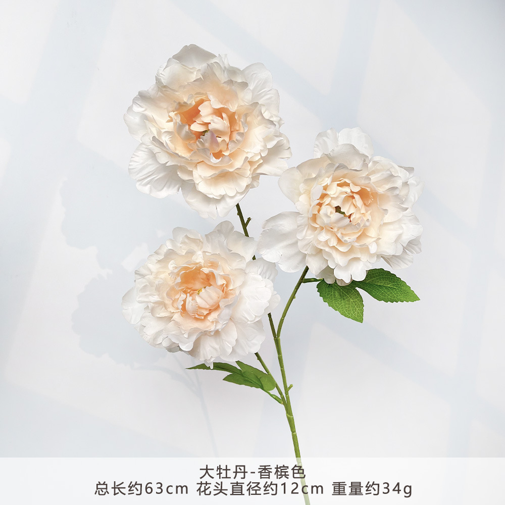 MJ-大牡丹-香槟