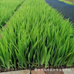 �������l �Sβˮ��ֲ�� ���Sβ ���G�Sβ ��ؾ��^ͦˮֲ��