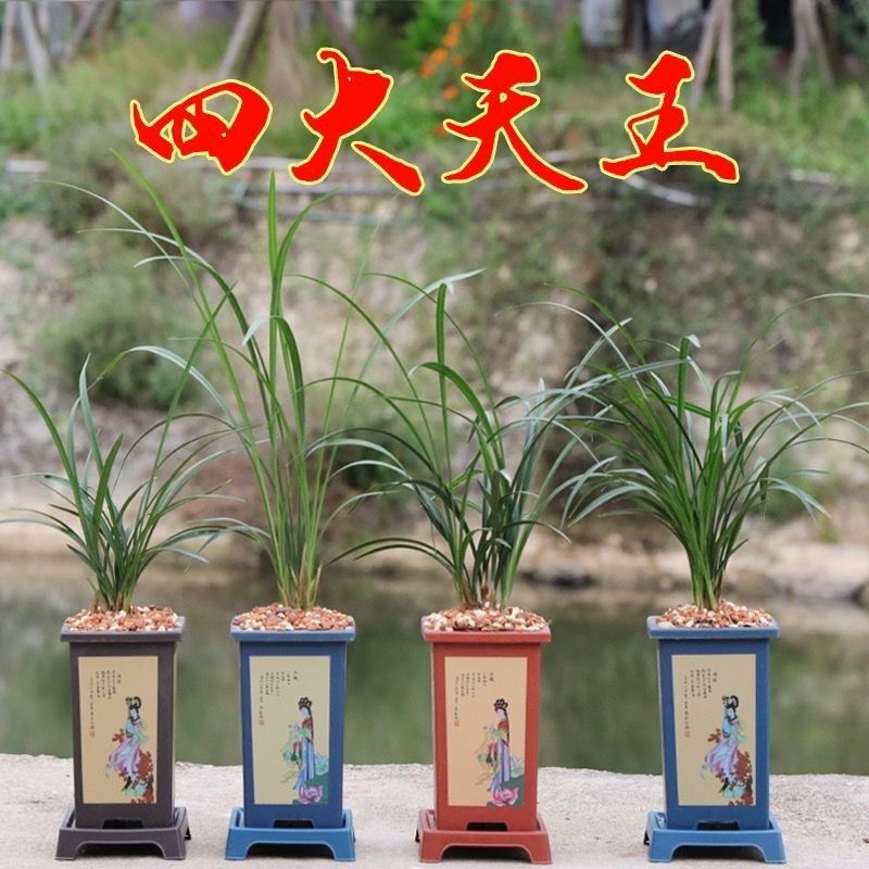 Songmei Chunlan, the Four Old Varieties of Fragrant Orchids, Longzi Jiyuanwangzi, the Eight Old Varieties of Flowers