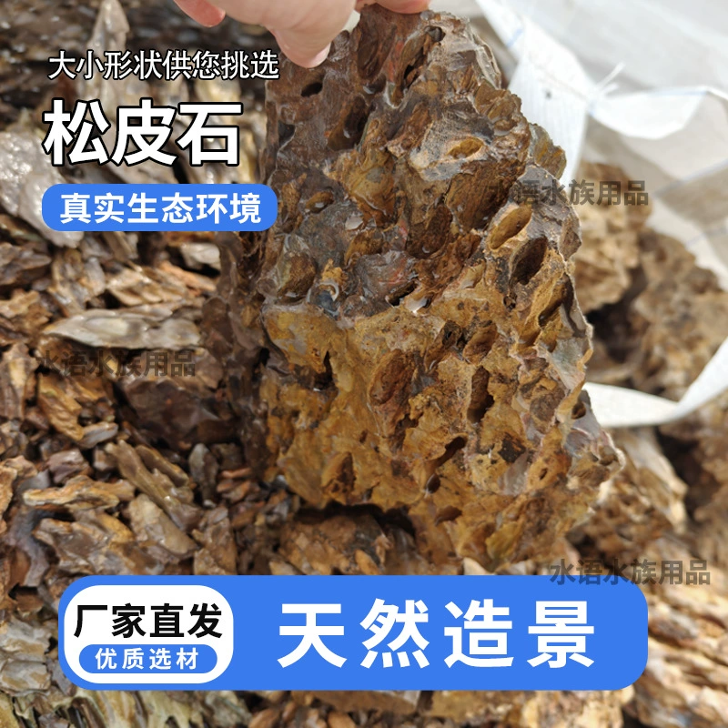 Сосновый камень может выбрать большой и большой аквариум