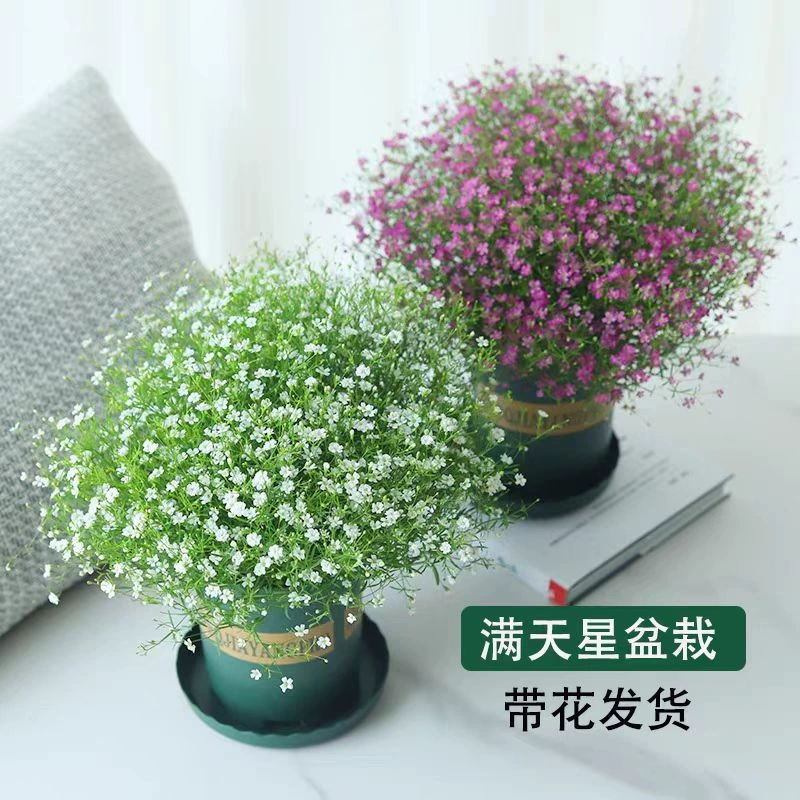 Звездные горшечные растения цветут четыре сезона