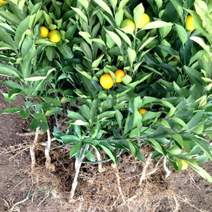 ��ۘ��� ��������������ļ��Y���o��ɳ�ǽ� ����Y�����󃞻�