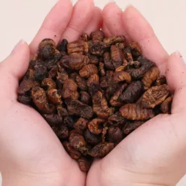 蚕茧、蚕丝;动物性饲料;蚕丝光胎