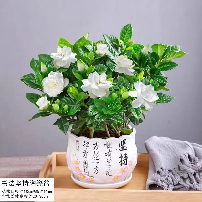 【hot selling】180#High-quality large gardenia (dabai insists on ceramic pots) to provide nutrients