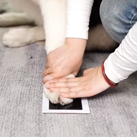 宠物项圈;狗狗牵引;猫猫玩具