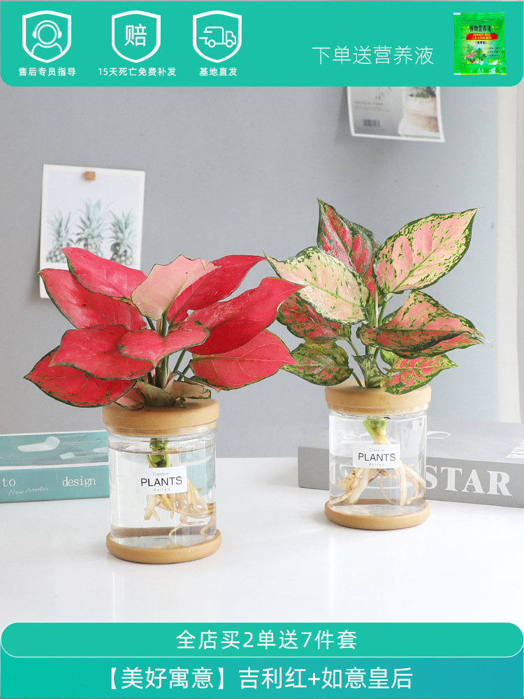 [아름다운 의미] Geely Red + Ruyi (영양액 포함) 퀸