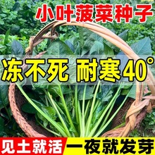 С�~�����ѷN�ļ����˷N�Ӷ���ſ�ش����҃��̨�ͺ������߲˷N��