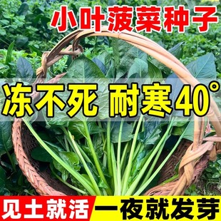 Small-Leaf Spinach Seeds, Four-Season Spinach Seeds, Winter Lying Large Indoor Balcony Cold-Resistant Potted Vegetable Seeds