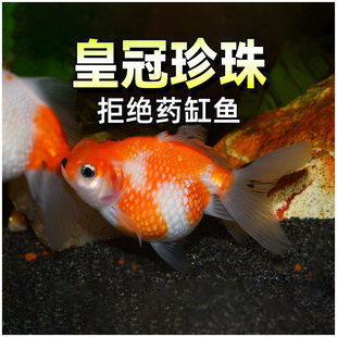 �ʹ�������~��Ʒ���^�t����ˮ���ϡ��������~���w��ˮ�^�p�~