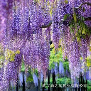 ���羳��؛�����ٻ��N�� ������ľ������ֲ�����ٻ��N���ļ�ͥԺ