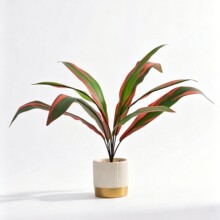 �羳�����������ľ��Ѫ��Gֲ�҃��쾰ֲ��廨��ķ����~���l