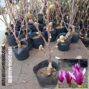 �������m����޽����Ե��Ԏ������҃���ͥԺ�����ϱ����ͺ�ֲ��