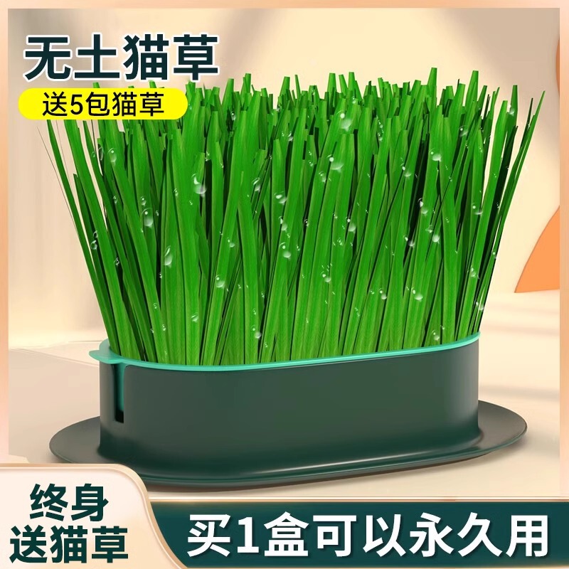 Cat potted hydroponic fur ball seeds have not been planted catnip lazy kitten snacks cat supplies