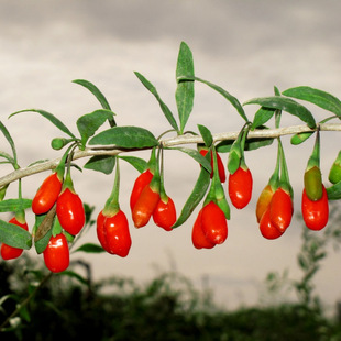 ��轻���ֱ�l���l�t��轺��������dͥԺ����