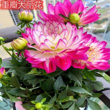 重瓣大丽花盆栽大花型花卉四季开花室内阳台庭院观花植物带花花苞